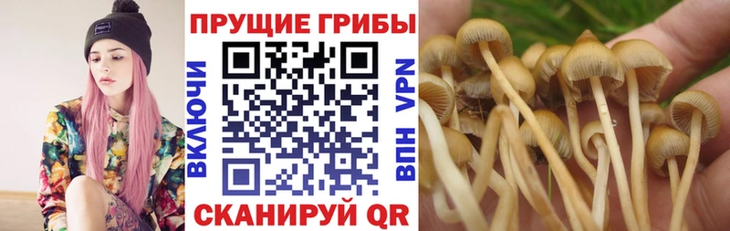 Галлюциногенные грибы GOLDEN TEACHER где продают Бабушкин